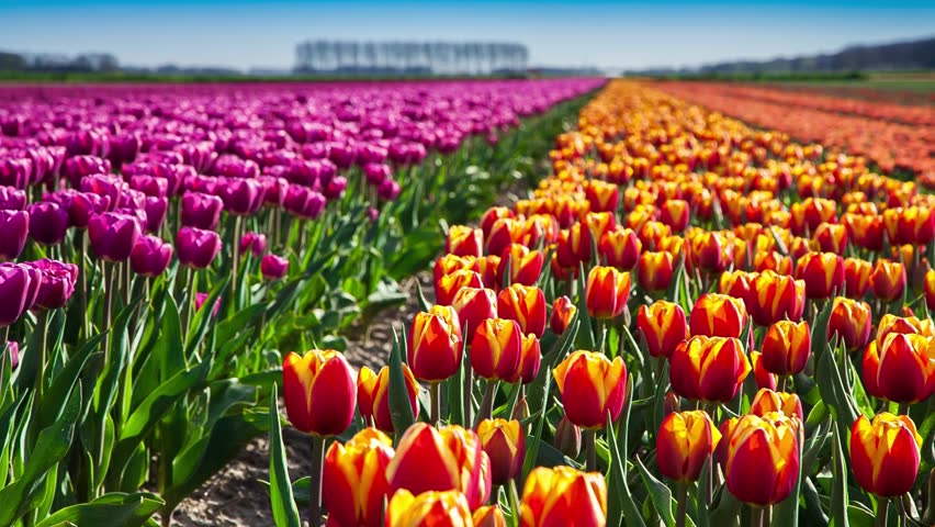 tulips bed farm hd tulips farm near the creil town beautiful morning scenery in netherlands europe exported from tulips bed farm hd tulips farm near the creil town beautiful morning scenery in netherlands europe exported from