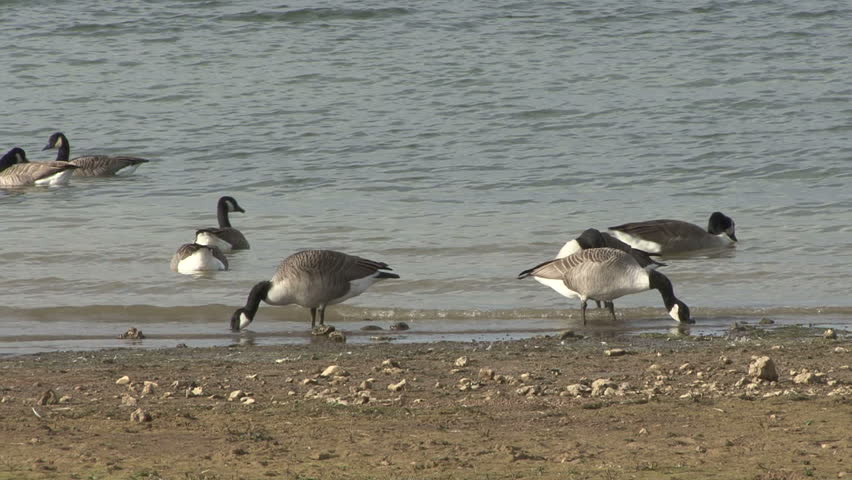 canada goose habitat of penguins canada goose habitat of penguins