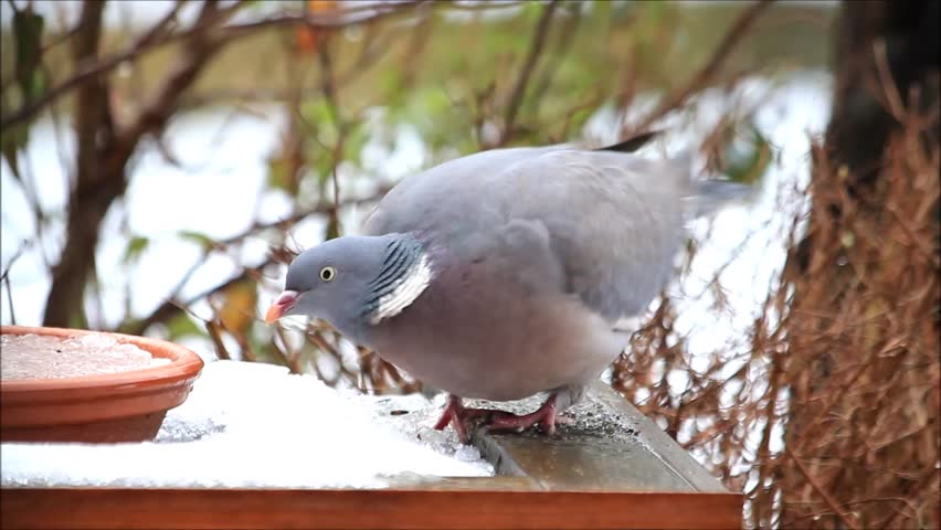 wood pigeon big dove feeding bird food in snow stock wood pigeon big dove feeding bird food in snow stock