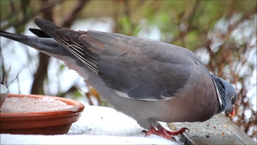 wood pigeon big dove feeding bird food wood pigeon big wood pigeon big dove feeding bird food wood pigeon big