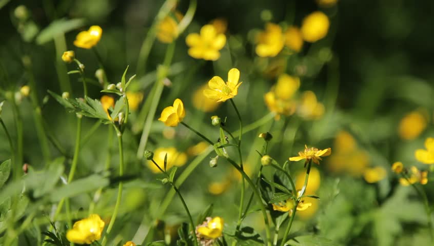 Beautiful Wild Flower Among Green Gr At Mountain Pasture Stock Green Field And Little Yellow Flowers Hd Stock Video Clip