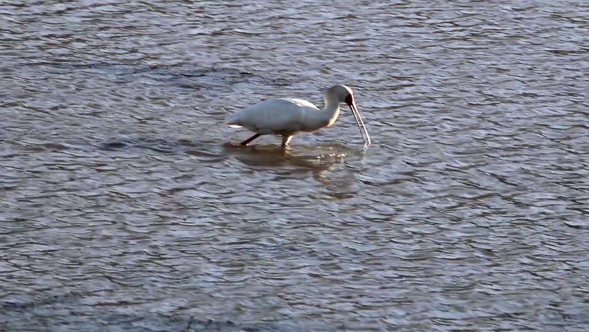 Header of African spoonbill