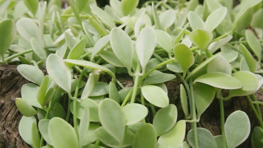 Header of Dischidia