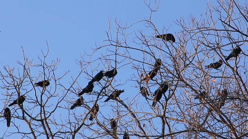 Three black crows sat on a tree
