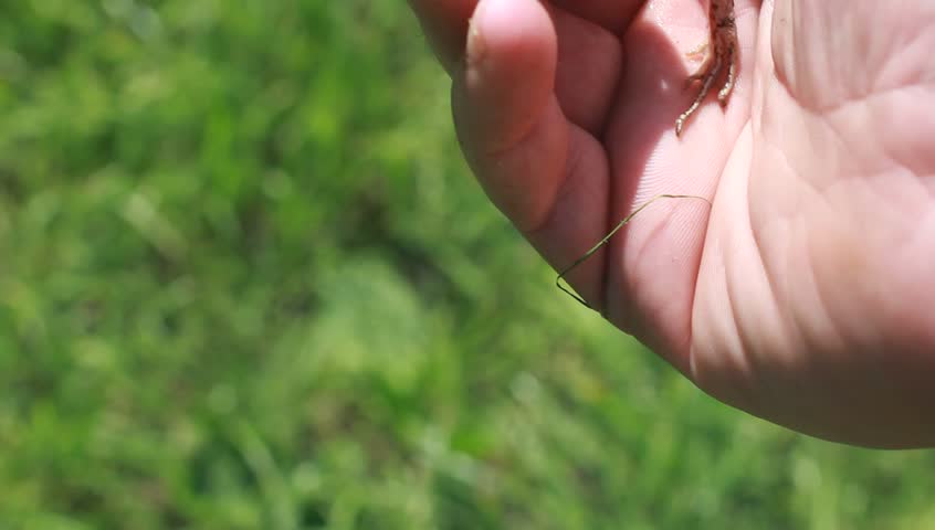 Large Frog Held In Hand Slow Motion Stock Footage Video 4385492