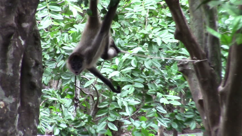 Medium-shot Of A Amazon Rainforest Spider Monkey In A Tree. Stock