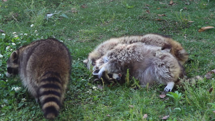 Raccoon Fighting