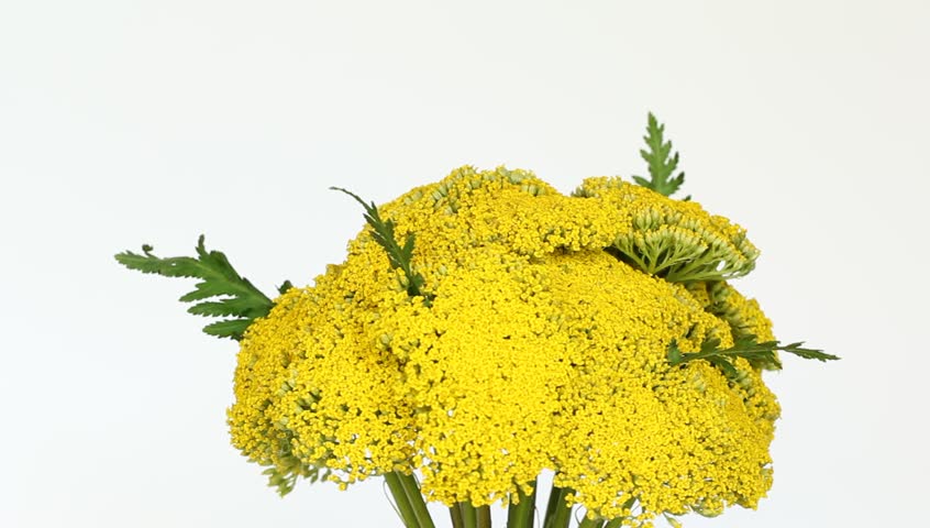 Header of Achillea