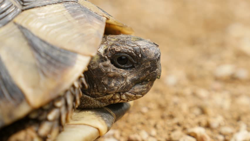 Testudo Hermanni Turtle Hiding Head In Armor 4k 2160p Ultrahd Footage 