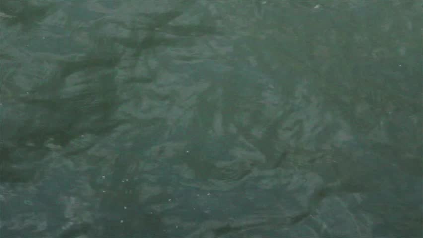 Calm Water Texture surface of river, calm water. view on a calm surface of green Calm Water Texture surface of river, calm water. view on a calm surface of green