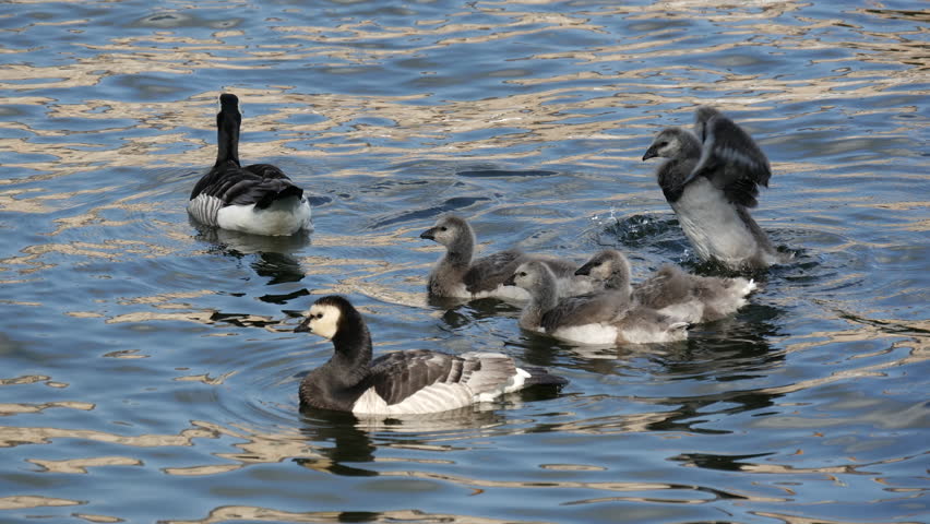 canada goose romania canada goose romania