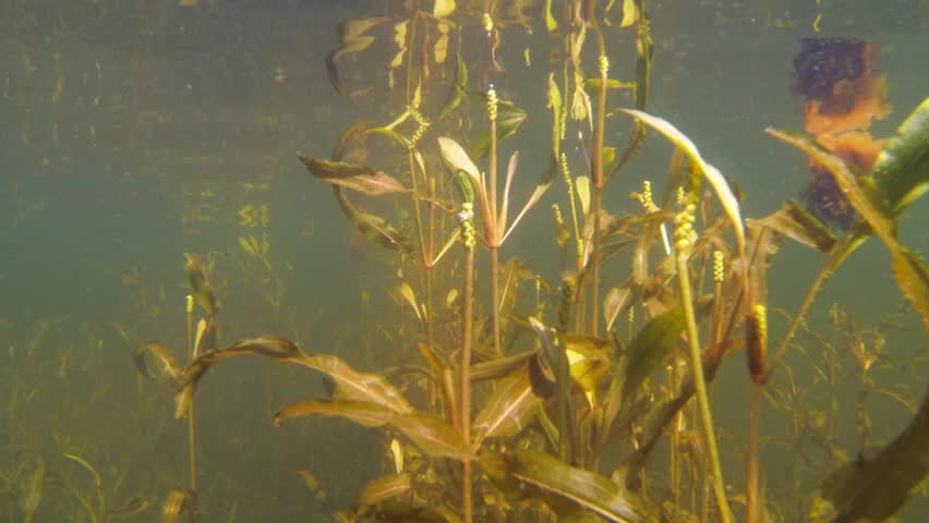 Header of Alpine Pondweed