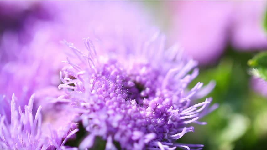 Header of ageratum