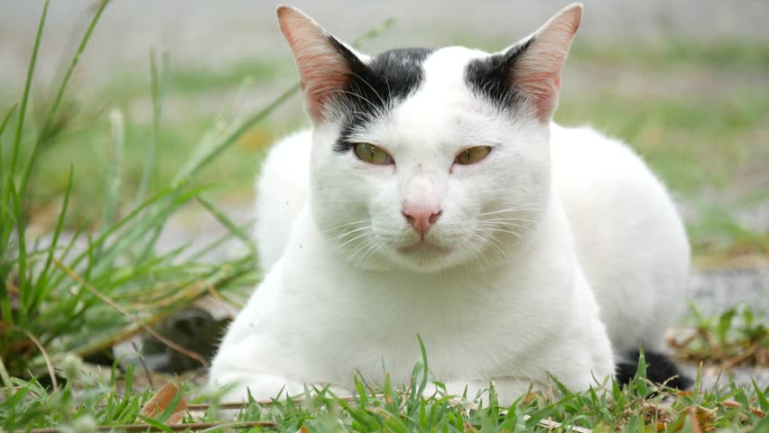 White Cat With Small Black Spots On Its Ears Laying On Grass Stock