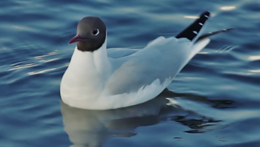 Gull On Water 01 Adult White And Gray Seagull Floating On Still