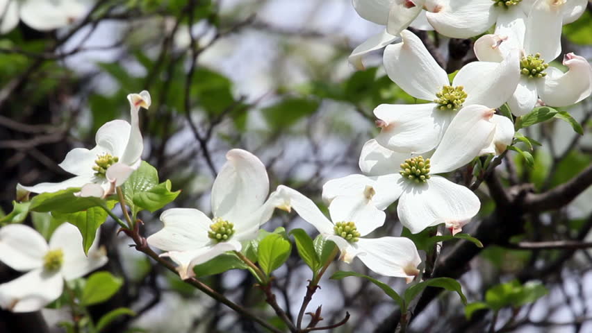 Closeup Of Tree Branch Filled With Beautiful Dogwood Flowers - HD Stock