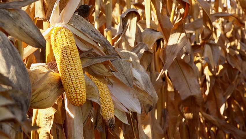 Maize Plants With Ripe Corn Cobs With Their Yellow Kernels Exposed 