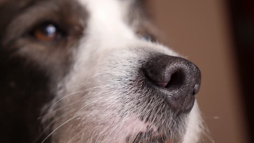 Funny Dog Face Closeup Hd 1920x1080 Stock Footage Video 11625404