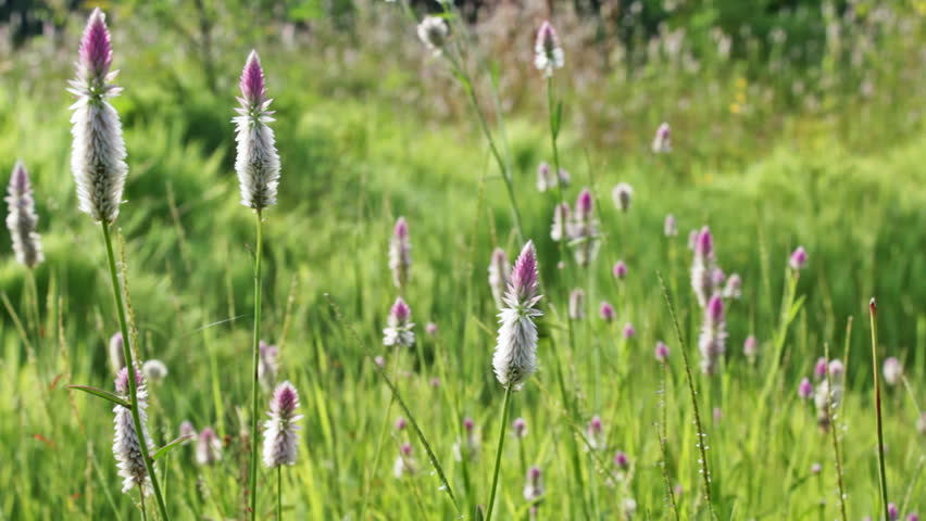 Header of amaranth family