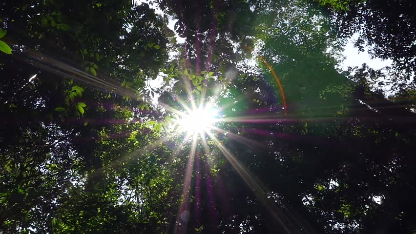 amazon sun light