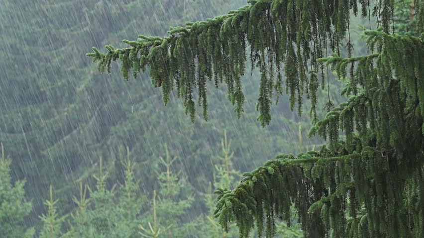 Heavy Rain In Mountain Pine Forest Stock Footage Video 11716175