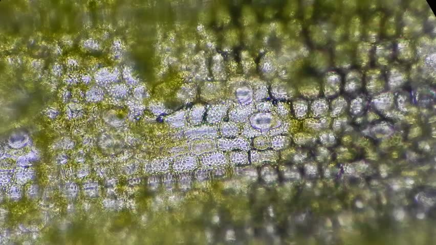 plant cells chloroplasts and stoma under microscope nucleus under light microscope