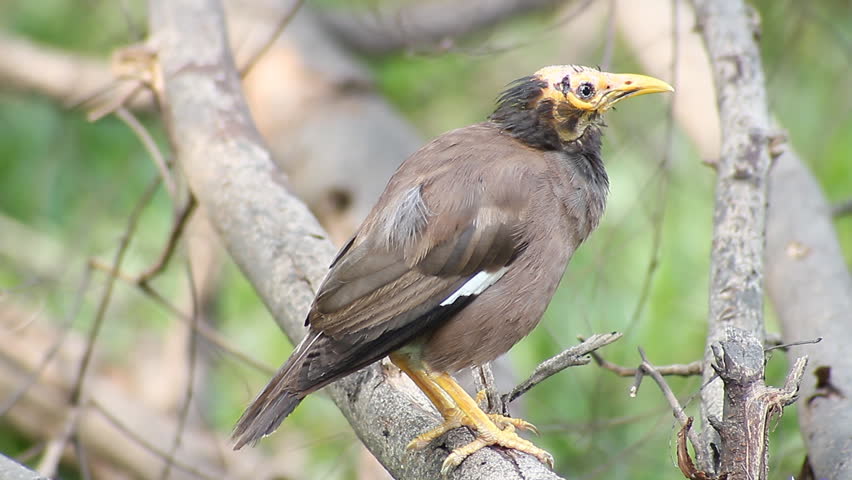 Header of Acridotheres Tristis