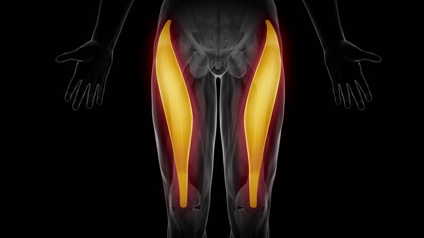 Rectus Femoris - Leg Muscles Anatomy Animation Stock Footage Video