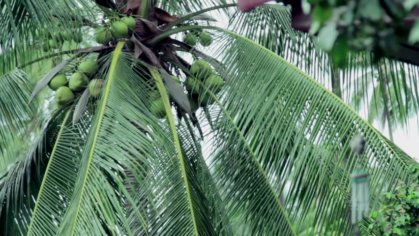 Wind Chimes Outside Home Stock Footage Video 3617498 Shutterstock Wind Chime Mobile Coconut Palm Background Hd Stock Footage Clip
