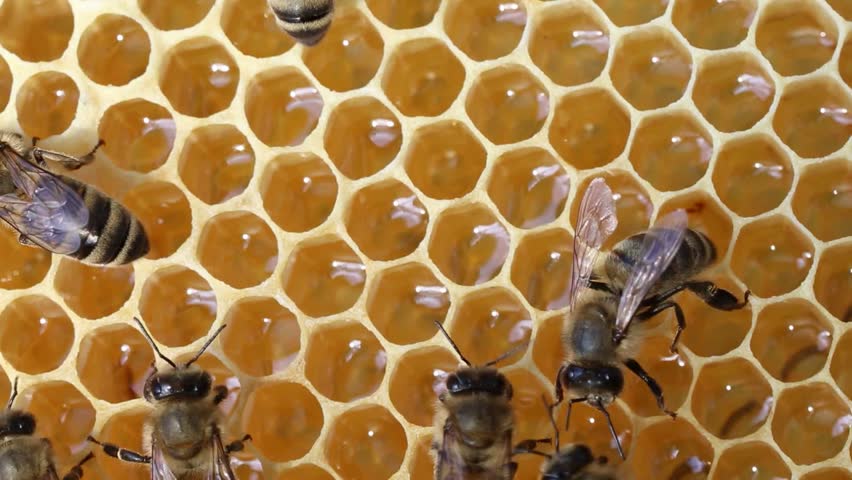 Bees Flapping Their Wings Trying To Cool Down The Temperature In The 