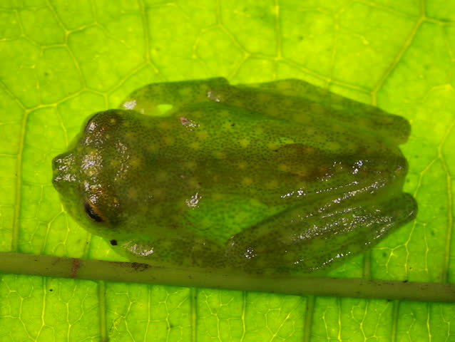 Inconspicuous definition/meaning