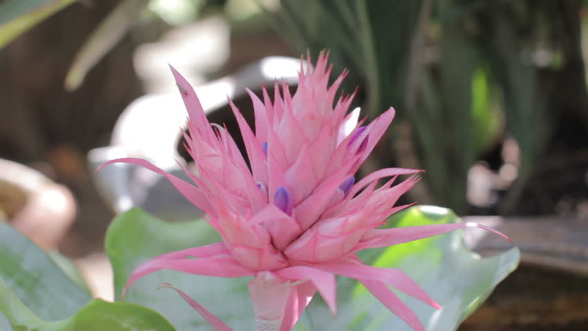 Header of Aechmea