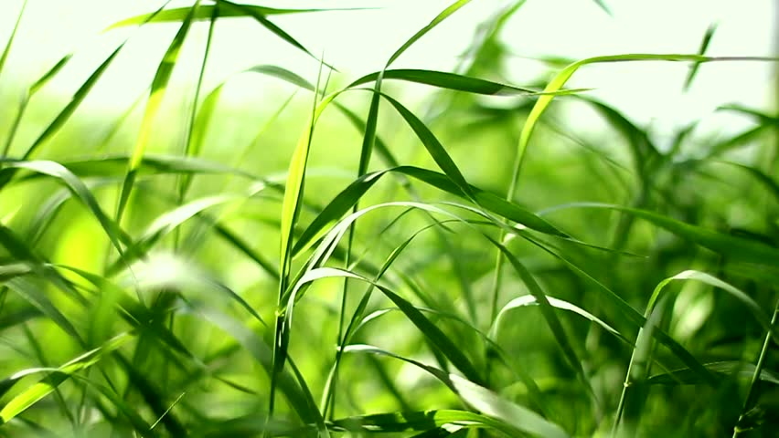 Green Wavy Slow Motion Grass Stock Footage Video 1329511 - Shutterstock