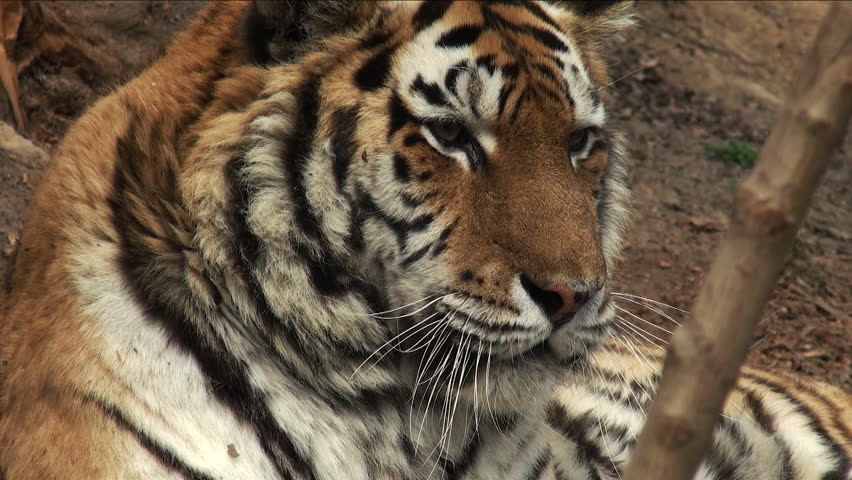 Siberian Tiger Prowling Stock Footage Video 221989 Shutterstock