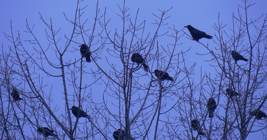Three black crows sat on a tree