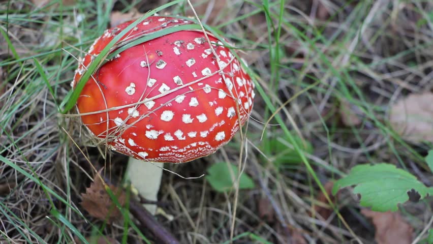 Header of Amanita Muscaria