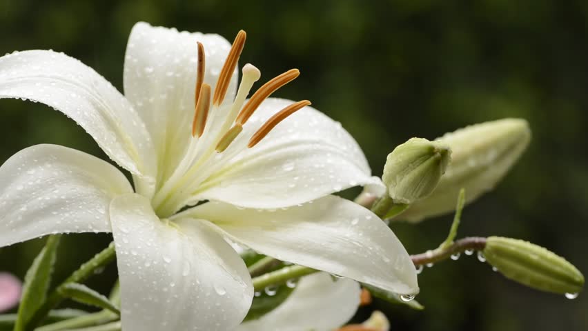 vintage seen say white asian flower