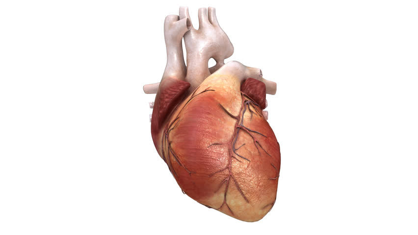 Human Heart Beat + Alpha Channel Stock Footage Video 3535286 - Shutterstock