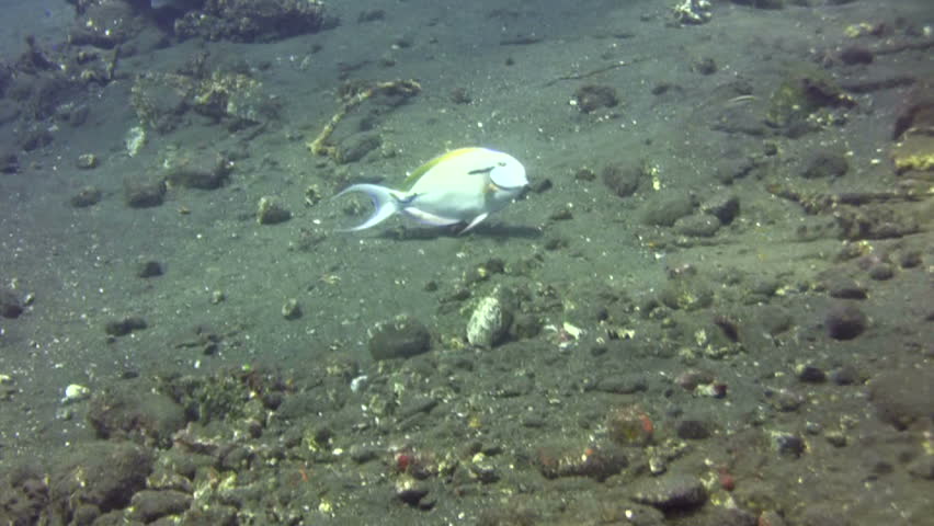 Header of Acanthurus nigricauda