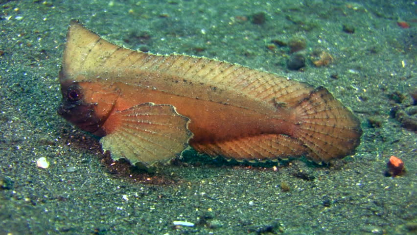 Header of Ablabys taenianotus