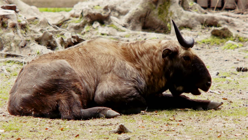 Takin - The National Animal Of Bhutan Stock Footage Video 5266058 