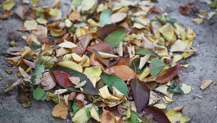 trees-shed-their-leaves-in-autumn-when-approaching-stock-footage-video