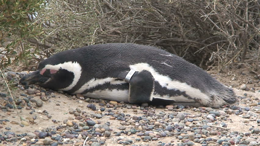 A Tired Penguin Stock Footage Video 1704829 - Shutterstock