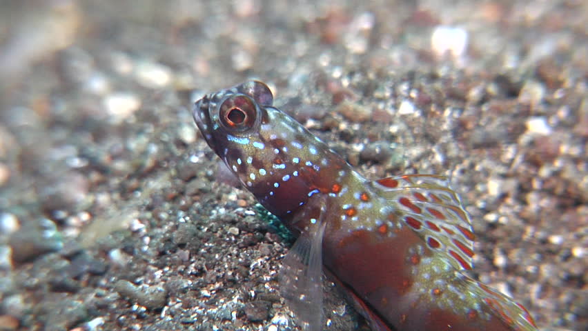 Header of Amblyeleotris latifasciata