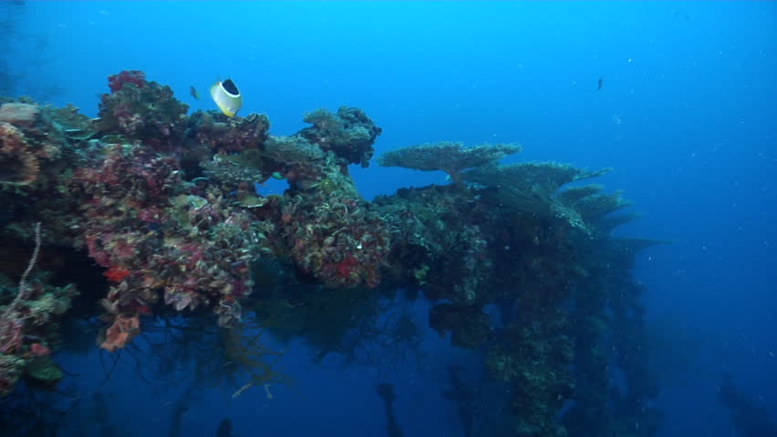 Header of Acropora simplex