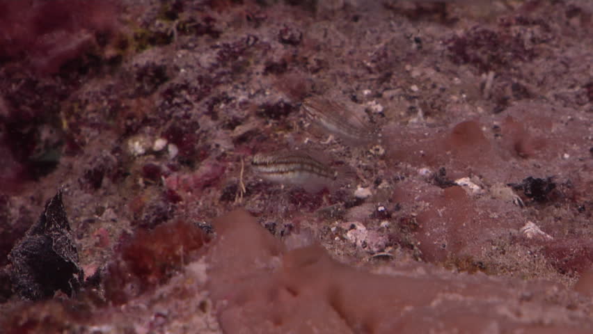 Header of Amblygobius buanensis