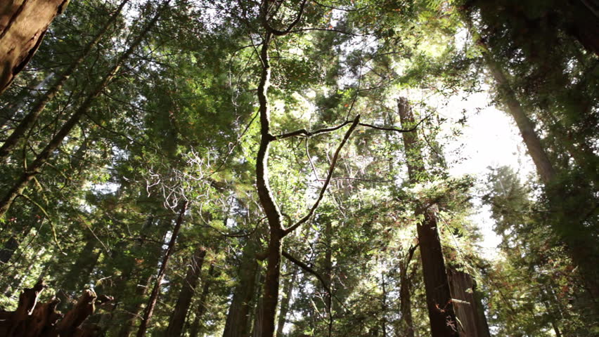 tall-skinny-pine-trees-stock-footage-video-2031754-shutterstock