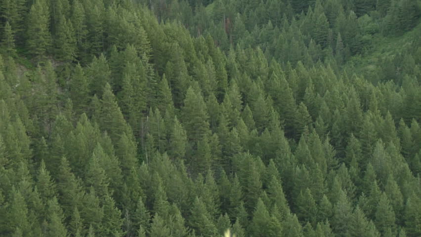 Forest Seen From Above Stock Footage Video 2032189 - Shutterstock