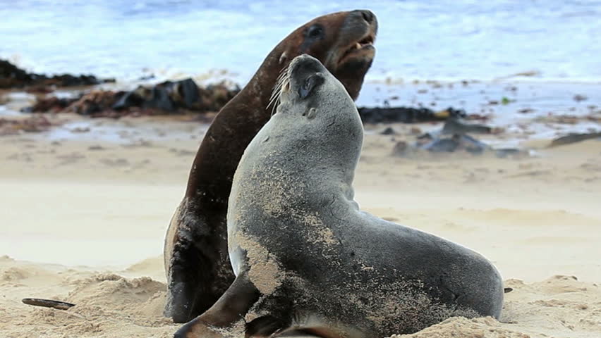 New Zealand Sea Lions Mating Dance On The Shore Stock Footage Video