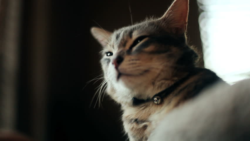 Header of aloof